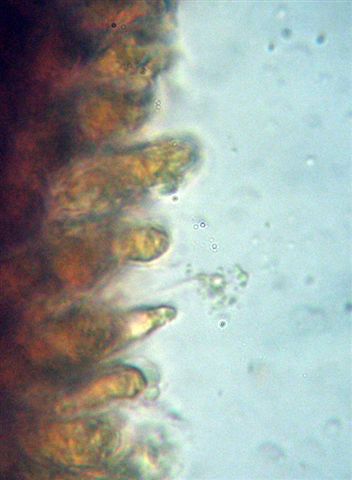 Mycena dal lungo gambo con micro delle spore